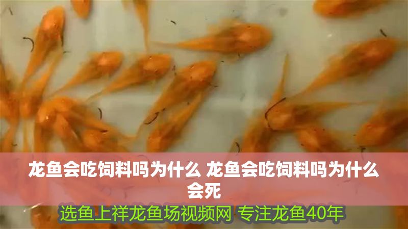 龍魚會吃飼料嗎為什么 龍魚會吃飼料嗎為什么會死