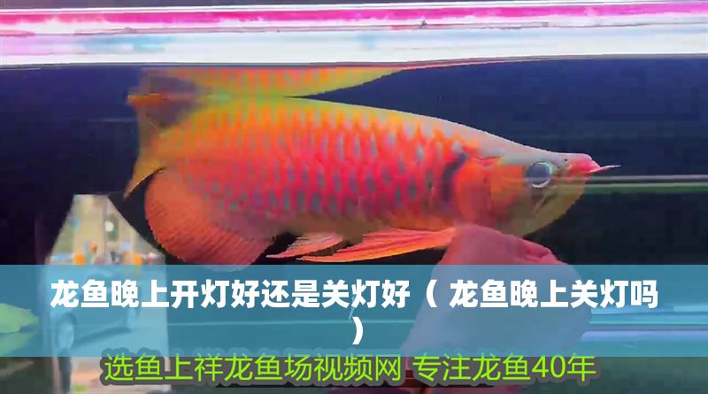 龍魚晚上開燈好還是關燈好（ 龍魚晚上關燈嗎）