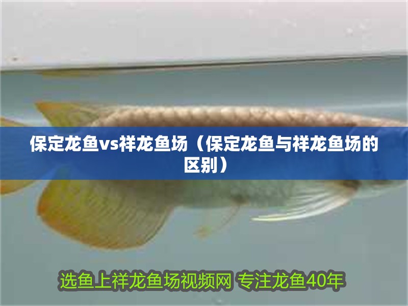 保定龍魚vs祥龍魚場（保定龍魚與祥龍魚場的區別）
