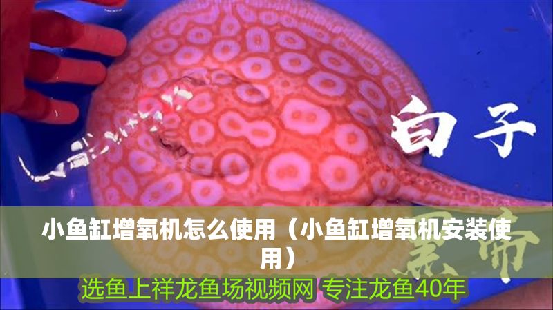 小魚缸增氧機怎么使用（小魚缸增氧機安裝使用）