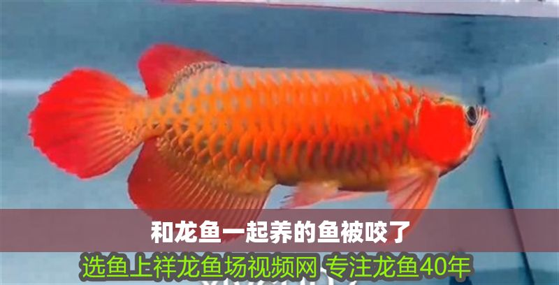和龍魚一起養的魚被咬了