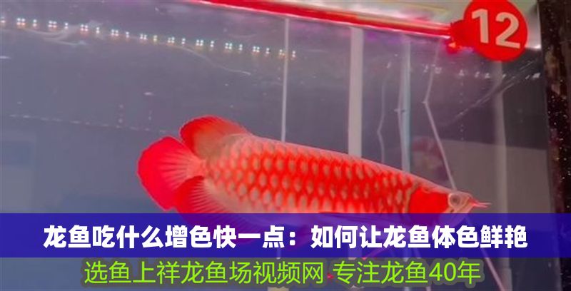 龍魚吃什么增色快一點：如何讓龍魚體色鮮艷