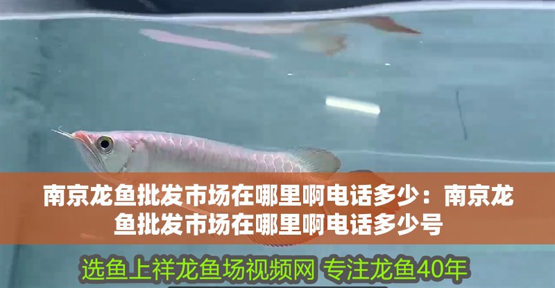 南京龍魚批發(fā)市場在哪里啊電話多少：南京龍魚批發(fā)市場在哪里啊電話多少號