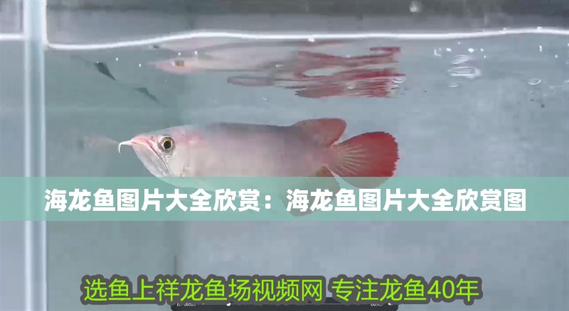 海龍魚(yú)圖片大全欣賞：海龍魚(yú)圖片大全欣賞圖