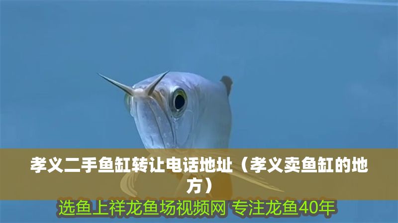 孝義二手魚缸轉(zhuǎn)讓電話地址（孝義賣魚缸的地方）