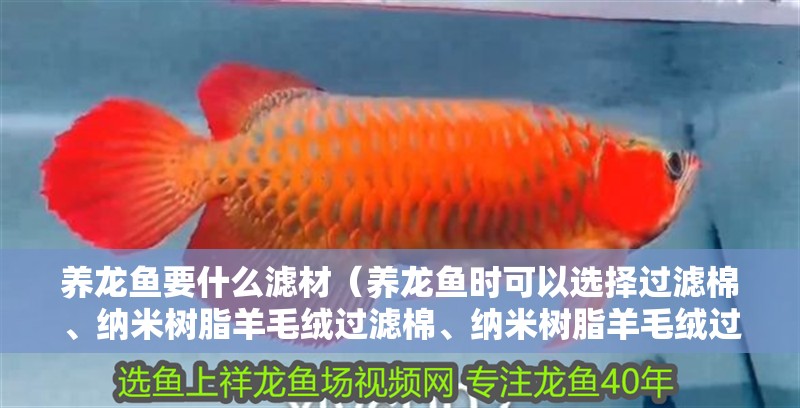 養龍魚要什么濾材（養龍魚時可以選擇過濾棉、納米樹脂羊毛絨過濾棉、納米樹脂羊毛絨過濾棉）
