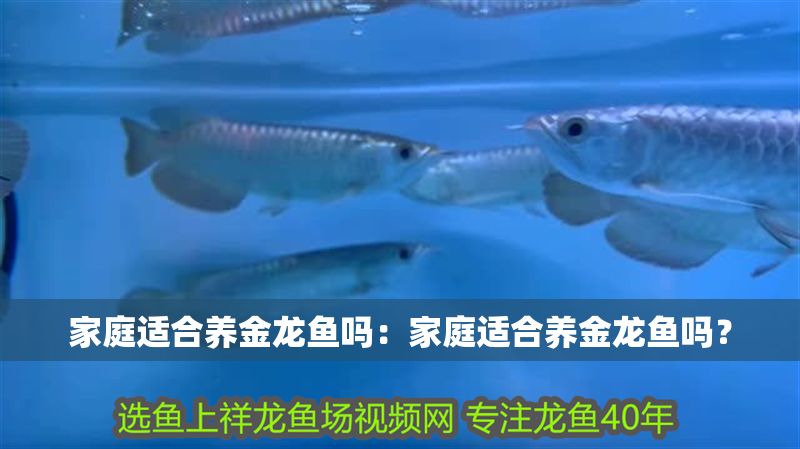 家庭適合養(yǎng)金龍魚(yú)嗎：家庭適合養(yǎng)金龍魚(yú)嗎？