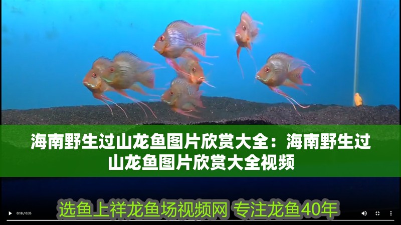 海南野生過山龍魚圖片欣賞大全：海南野生過山龍魚圖片欣賞大全視頻