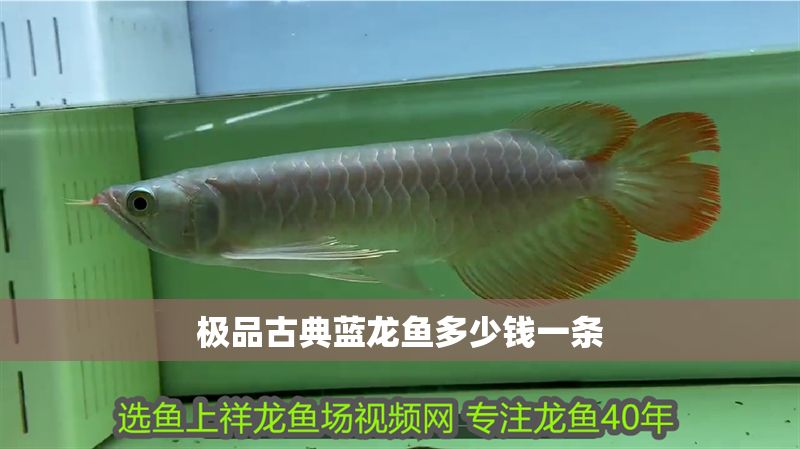 極品古典藍(lán)龍魚(yú)多少錢(qián)一條