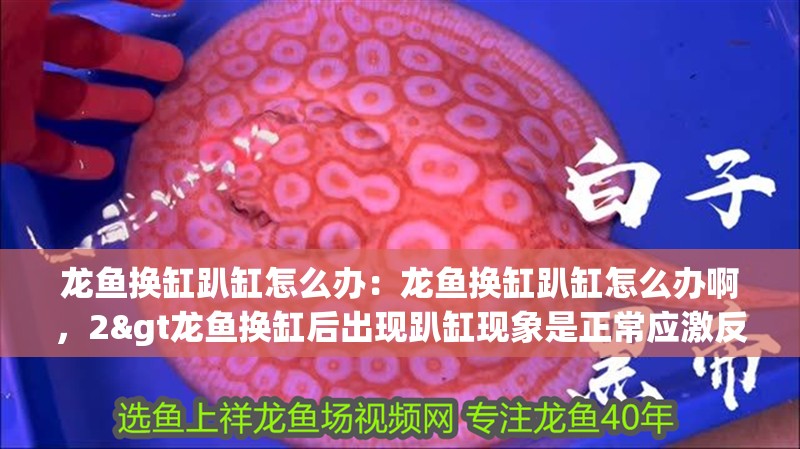 龍魚換缸趴缸怎么辦：龍魚換缸趴缸怎么辦啊，2&gt龍魚換缸后出現趴缸現象是正常應激反應