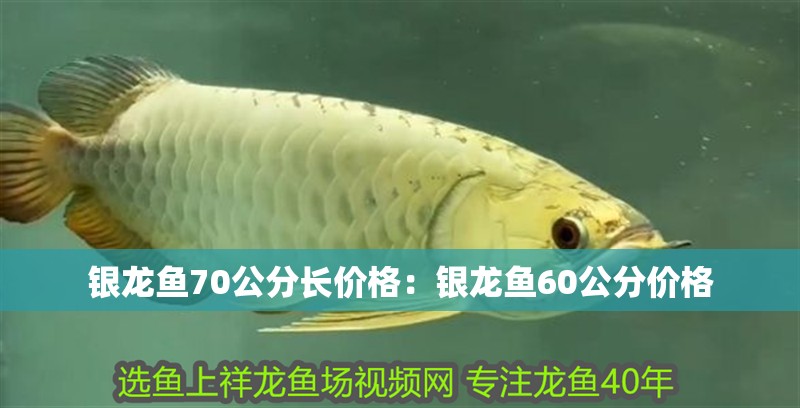 銀龍魚70公分長價格：銀龍魚60公分價格 銀龍魚70公分長價格：銀龍魚60公分價格 水族問答