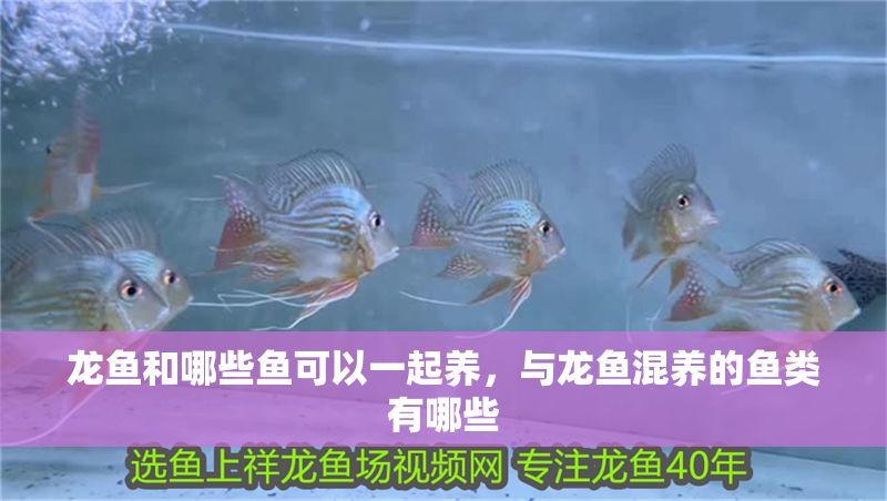 龍魚和哪些魚可以一起養(yǎng)，與龍魚混養(yǎng)的魚類有哪些