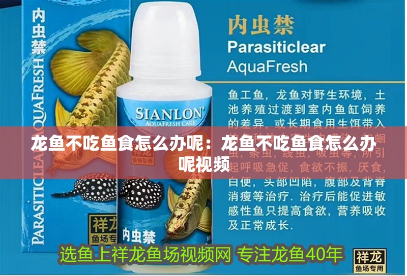 龍魚不吃魚食怎么辦呢：龍魚不吃魚食怎么辦呢視頻