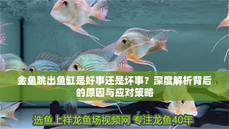 金魚跳出魚缸是好事還是壞事？深度解析背后的原因與應對策略