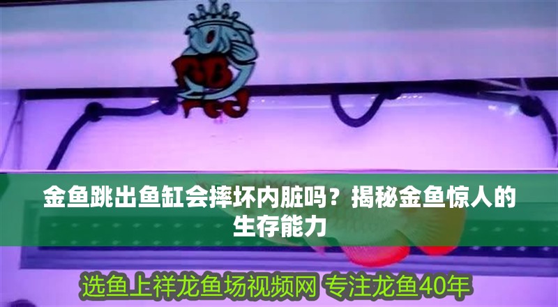 金魚跳出魚缸會摔壞內臟嗎？揭秘金魚驚人的生存能力