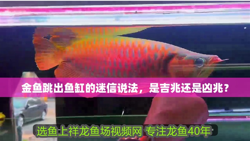 金魚跳出魚缸的迷信說法，是吉兆還是兇兆？