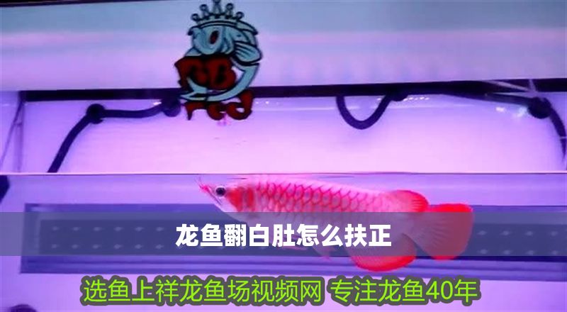 龍魚翻白肚怎么扶正 龍魚翻白肚怎么扶正 龍魚百科 第2張
