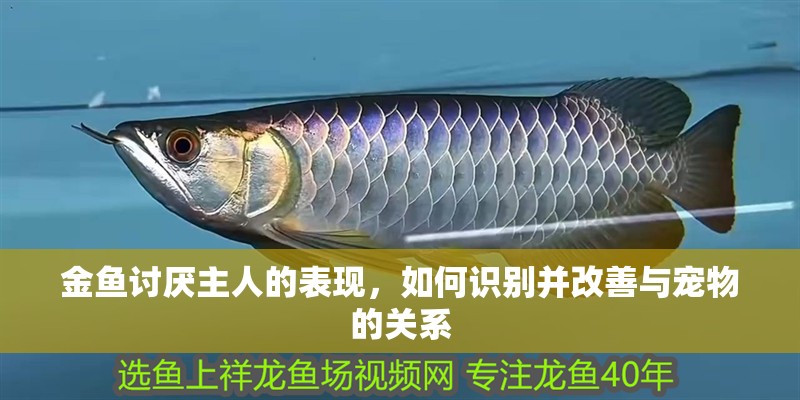 金魚討厭主人的表現(xiàn)，如何識別并改善與寵物的關(guān)系