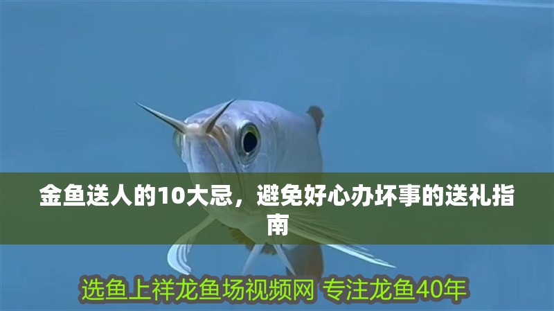金魚送人的10大忌，避免好心辦壞事的送禮指南