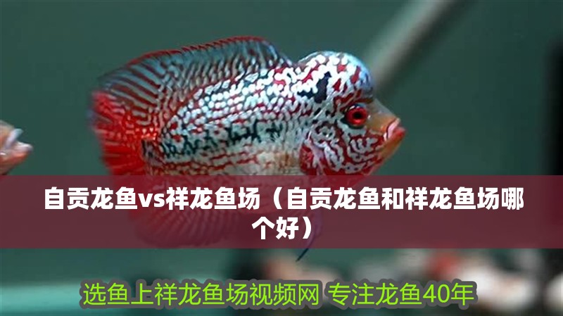自貢龍魚vs祥龍魚場（自貢龍魚和祥龍魚場哪個好）