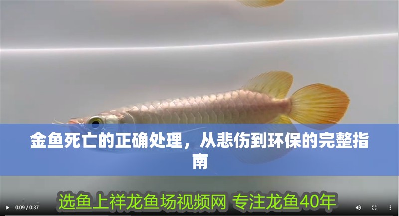 金魚死亡的正確處理，從悲傷到環保的完整指南
