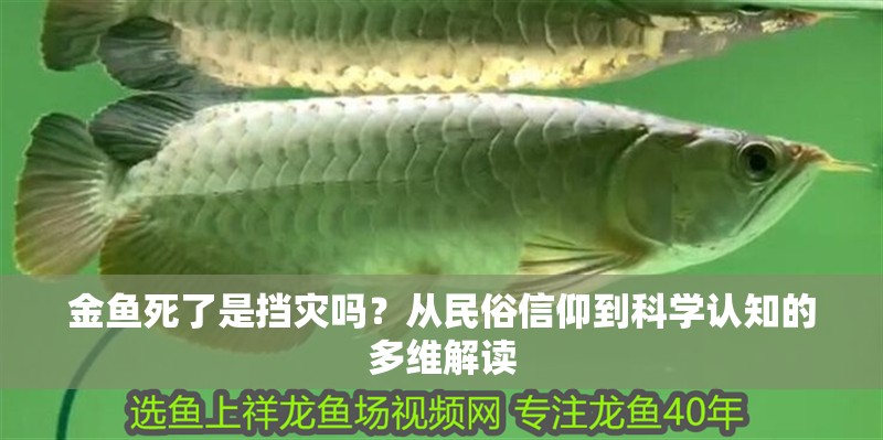 金魚死了是擋災嗎？從民俗信仰到科學認知的多維解讀