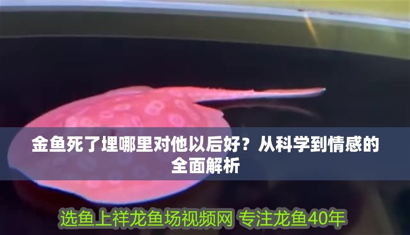 金魚死了埋哪里對他以后好？從科學到情感的全面解析