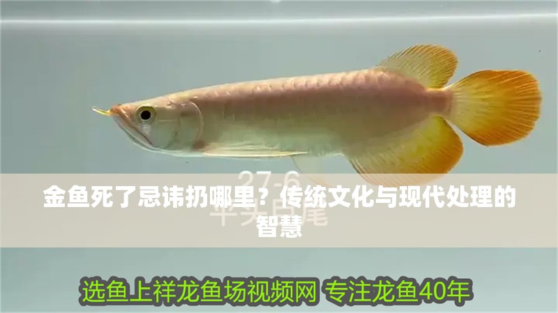 金魚死了忌諱扔哪里？傳統文化與現代處理的智慧 金魚死了忌諱扔哪里？傳統文化與現代處理的智慧 龍魚百科 第2張