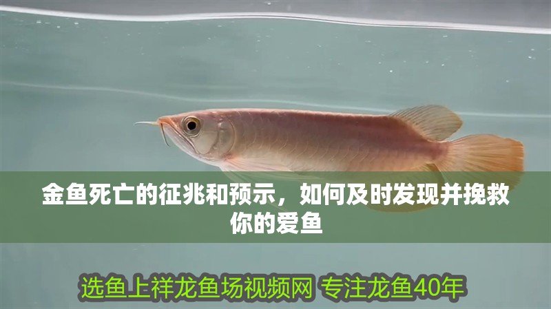 金魚死亡的征兆和預示，如何及時發現并挽救你的愛魚