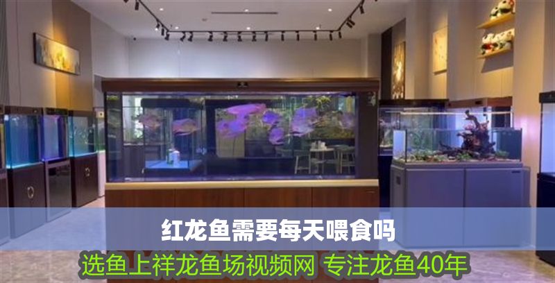 紅龍魚需要每天喂食嗎