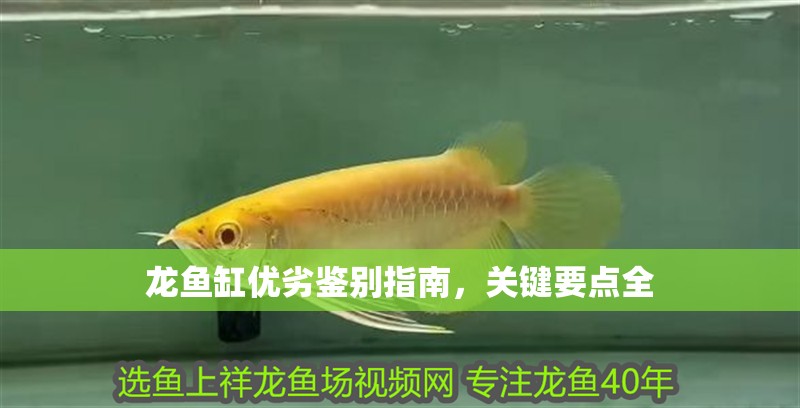 龍魚缸優劣鑒別指南，關鍵要點全