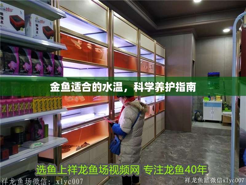 金魚適合的水溫，科學養護指南