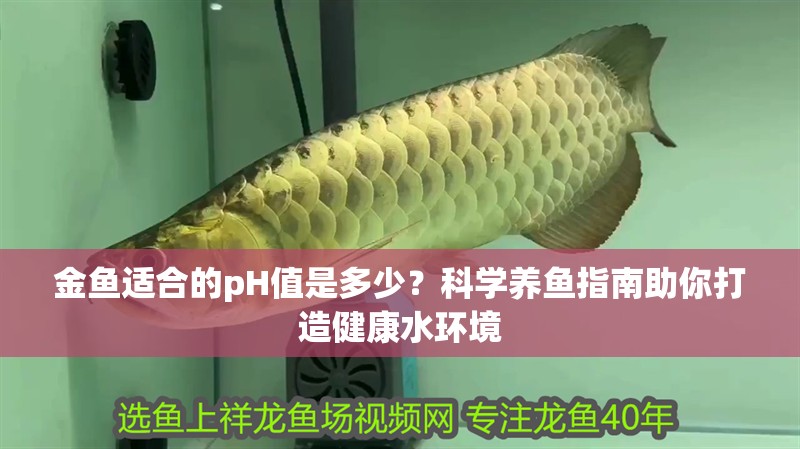 金魚適合的pH值是多少？科學養魚指南助你打造健康水環境