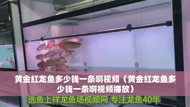 黃金紅龍魚多少錢一條啊視頻（黃金紅龍魚多少錢一條啊視頻播放）