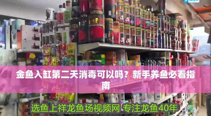 金魚入缸第二天消毒可以嗎？新手養魚必看指南