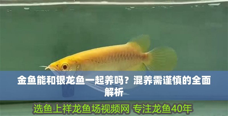 金魚能和銀龍魚一起養嗎？混養需謹慎的全面解析