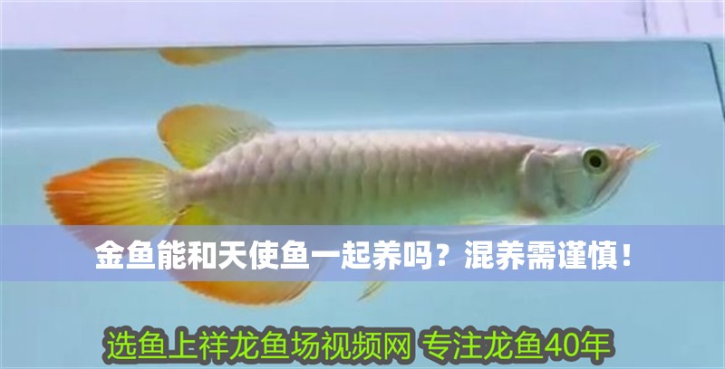 金魚能和天使魚一起養(yǎng)嗎？混養(yǎng)需謹(jǐn)慎！