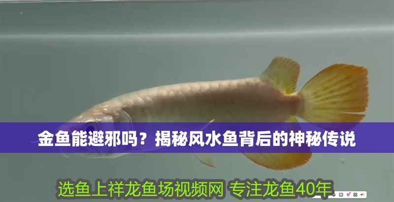 金魚能避邪嗎？揭秘風(fēng)水魚背后的神秘傳說