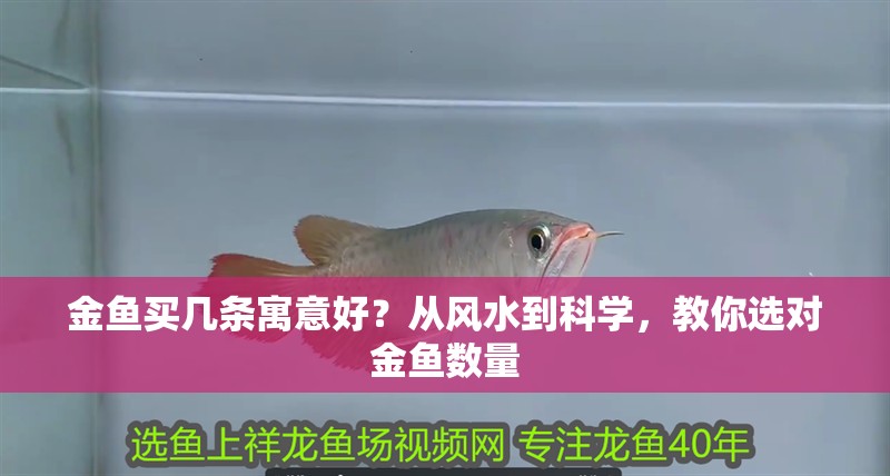 金魚買幾條寓意好？從風(fēng)水到科學(xué)，教你選對金魚數(shù)量