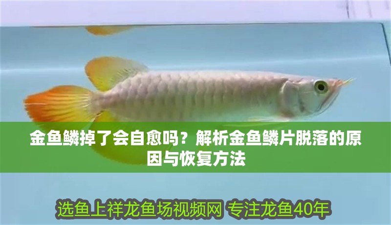 金魚鱗掉了會自愈嗎？解析金魚鱗片脫落的原因與恢復方法
