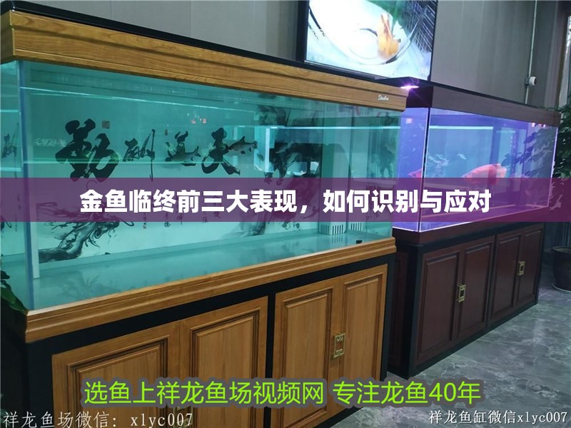 金魚臨終前三大表現(xiàn)，如何識別與應(yīng)對