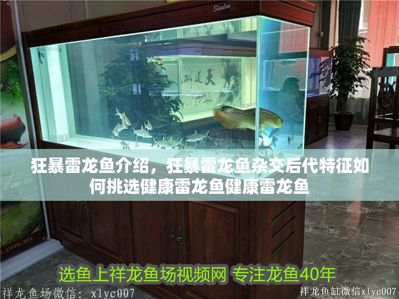 狂暴雷龍魚介紹，狂暴雷龍魚雜交后代特征如何挑選健康雷龍魚健康雷龍魚