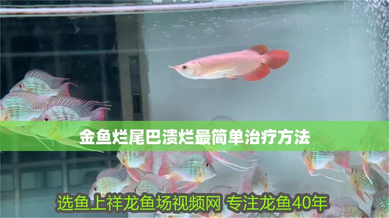 金魚爛尾巴潰爛最簡單治療方法