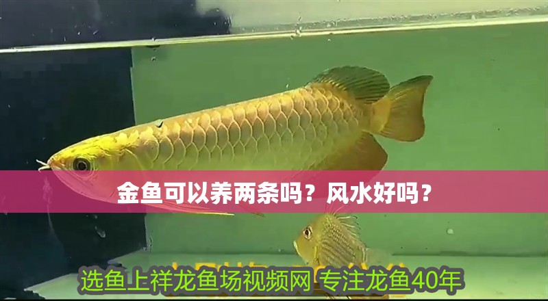 金魚可以養兩條嗎？風水好嗎？