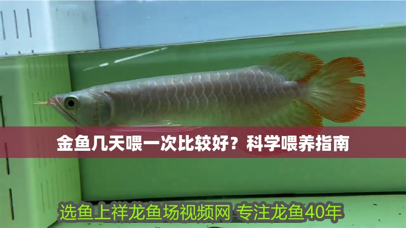 金魚幾天喂一次比較好?科學喂養(yǎng)指南 龍魚百科 第1張 金魚幾天喂一次比較好?科學喂養(yǎng)指南 金魚幾天喂一次比較好?科學喂養(yǎng)指南 龍魚百科 第1張