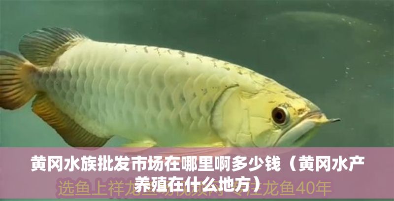 黃岡水族批發市場在哪里啊多少錢（黃岡水產養殖在什么地方）