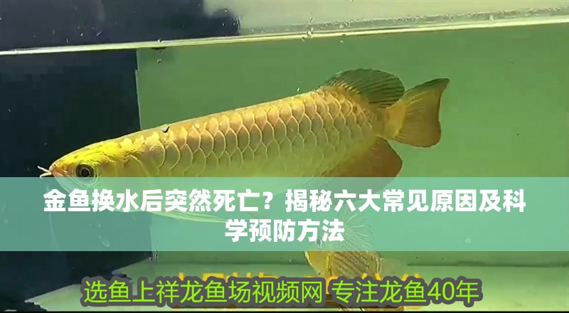 金魚換水后突然死亡？揭秘六大常見原因及科學預防方法 金魚換水后突然死亡？揭秘六大常見原因及科學預防方法 龍魚百科 第2張