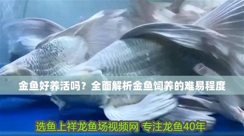 金魚好養(yǎng)活嗎？全面解析金魚飼養(yǎng)的難易程度