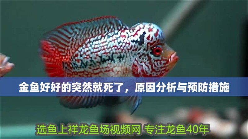 金魚好好的突然就死了，原因分析與預(yù)防措施
