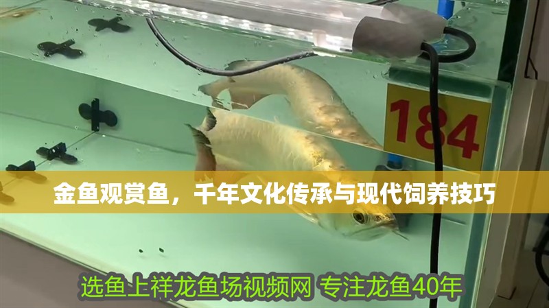 金魚觀賞魚，千年文化傳承與現(xiàn)代飼養(yǎng)技巧